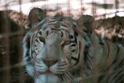 The white tiger in the cage and black tiger
